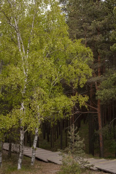 Spruce Tree Trunks Forest — Stock Photo, Image