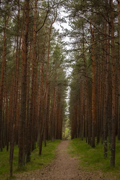 ormanda ladin ağaç gövdeleri
