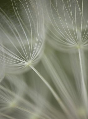 Soyut kır çiçeği tohumu baş