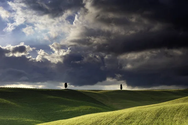 Een Eenzame Cyprus Bomen Het Gebied Rond San Quirico Het — Stockfoto