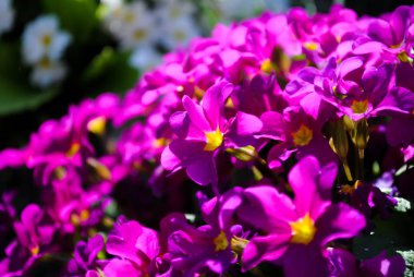 Bahçedeki mor Primula