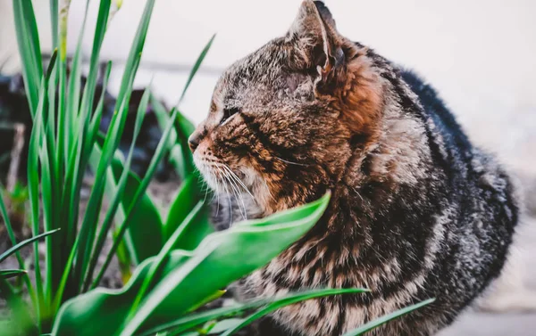 Kameraya poz gri vahşi kedi