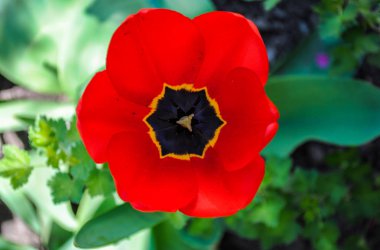 Kırmızı lale güzel çiçekler. Fotoğraf çiçekler ve bitkiler hakkında hikayeler için uygundur.