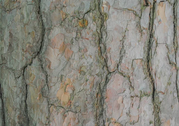 Yüksek çözünürlüklü ağacının güzel doku. Resim grafik tasarımında çalışmanız için uygundur.