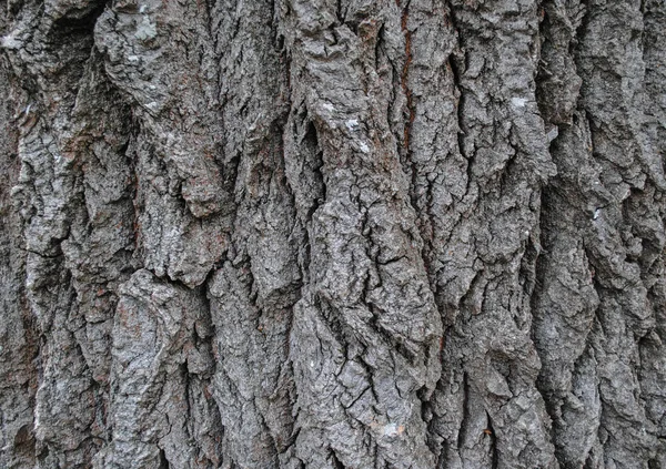Όμορφη Υφή Ενός Δέντρου Υψηλής Ανάλυσης Εικόνα Είναι Κατάλληλη Για — Φωτογραφία Αρχείου