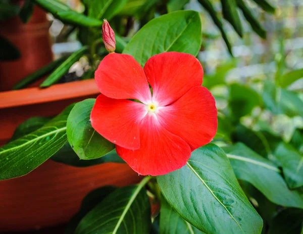 stock image Beautiful flower of red catharanthus. Photo is suitable for stories about flowers and plants.