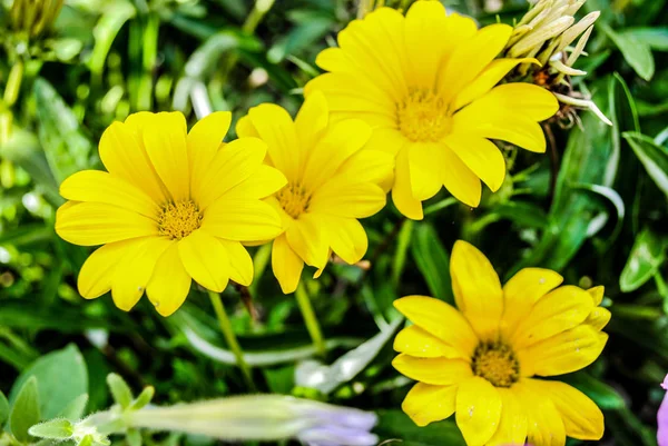 Güzel çiçek sarı gazania. Fotoğraf çiçekler ve bitkiler hakkında hikayeler için uygundur.