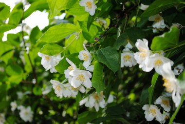 Güzel herdem yeşil beyaz Yasemin çiçeği. Ukrayna'da unutulmaz güzellik