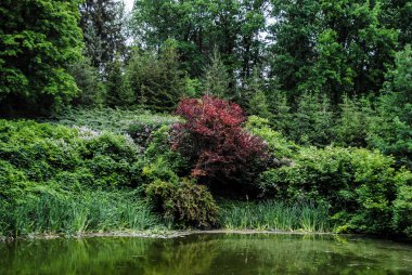 Parkta Sofiyivka güzel yeşil Botanik Bahçesi. Ukrayna'da unutulmaz güzellik