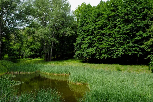 Sofiyivka 公園の美しい緑の樹木 ウクライナでの思い出に残る美しさ — ストック写真