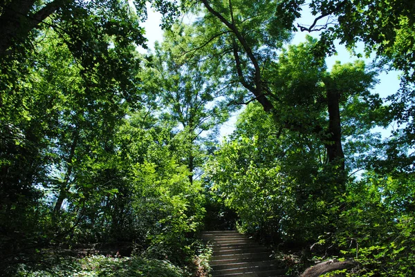 Schöne Grüne Arboretum Park Sofiyivka Unvergessliche Schönheit Der Ukraine — Stockfoto