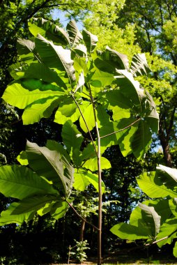Parkta Sofiyivka güzel bitki örtüsü. Ukrayna'da unutulmaz güzellik
