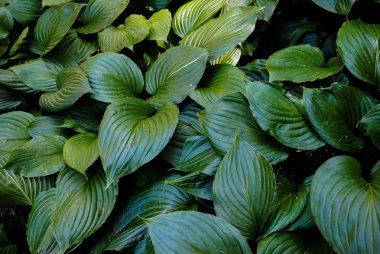 Parkta Sofiyivka güzel bitki örtüsü. Ukrayna'da unutulmaz güzellik