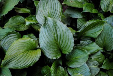 Parkta Sofiyivka güzel bitki örtüsü. Ukrayna'da unutulmaz güzellik