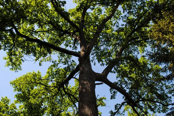 Vackra Vegetationen Parken Sofiyivka Oförglömlig Skönhet Ukraina — Stockfoto