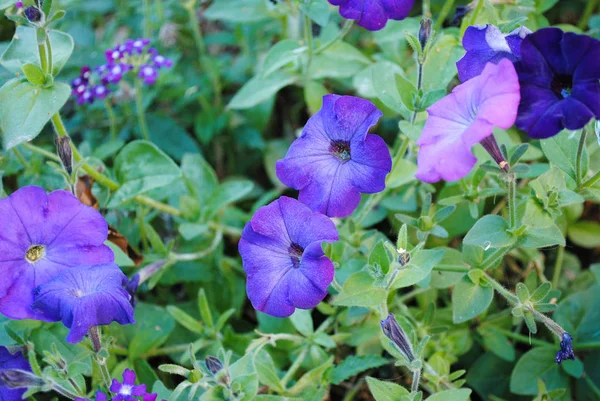 Hermosas Flores Petunia Púrpura Foto Adecuada Para Historias Sobre Flores — Foto de Stock