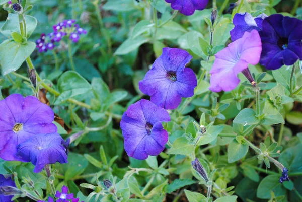 Beautiful Flowers Purple Petunia Photo Suitable Stories Flowers Plants — Stock Photo, Image