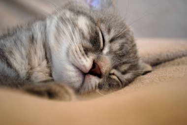 Küçük İskoç fold yavru kedi yatakta uyuyor. Özellikle bu fotoğraf hakkındaki evcil hayvan ve kediler için kullanın.