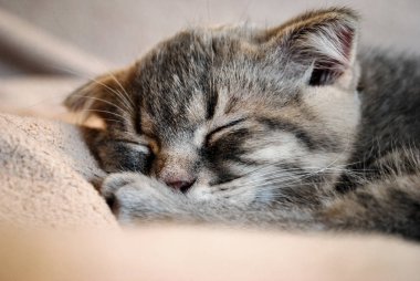 Küçük İskoç fold yavru kedi yatakta uyuyor. Özellikle bu fotoğraf hakkındaki evcil hayvan ve kediler için kullanın.