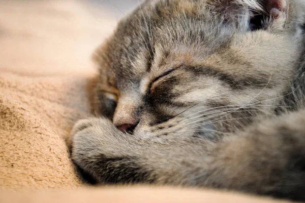 Little scottish fold kitten sleeping on the bed. Use this photo for your stories about pets and cats in particular.