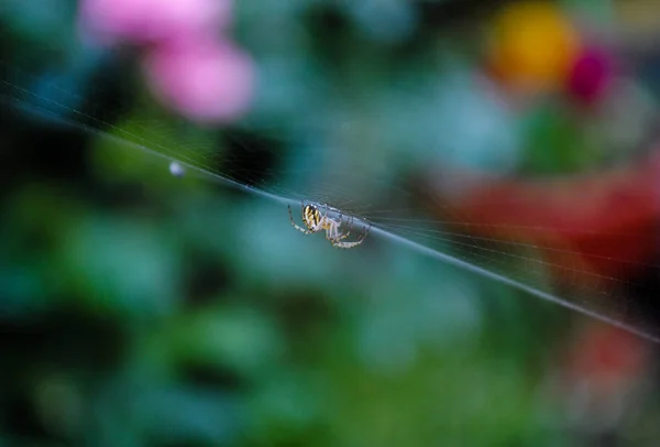 Malý Žlutý Pavouk Pavučině — Stock fotografie