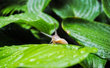 Parlak yeşil yapraklar üzerinde büyük kahverengi bir salyangoz sürünür. Fotoğraf yaban hayatı ve hayvanlar hakkında hikayeler için uygundur.