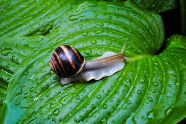 Parlak yeşil yapraklar üzerinde büyük kahverengi bir salyangoz sürünür. Fotoğraf yaban hayatı ve hayvanlar hakkında hikayeler için uygundur.