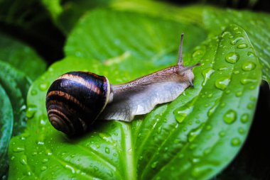 Parlak yeşil yapraklar üzerinde büyük kahverengi bir salyangoz sürünür. Fotoğraf yaban hayatı ve hayvanlar hakkında hikayeler için uygundur.