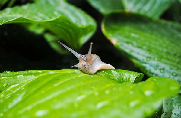 Grande Caracol Marrom Rasteja Folhas Verdes Brilhantes Foto Adequada Para — Fotografia de Stock