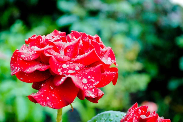 Rose Rouge Luxuriante Avec Des Gouttes Eau Photo Est Adaptée — Photo