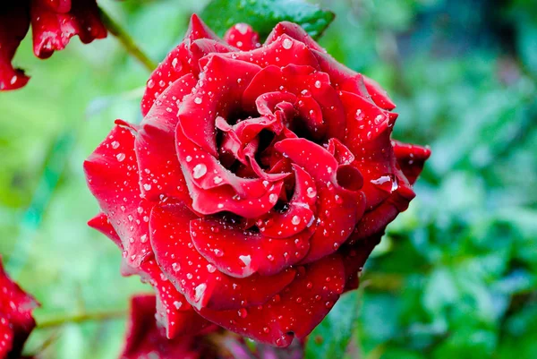 郁郁葱葱的红玫瑰与水滴 这张照片适合讲述有关花卉和植物的故事 — 图库照片