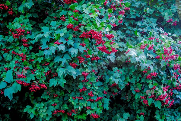 Büyük ve güzel çalı kırmızısı viburnum. Fotoğraf çiçekler ve bitkiler hakkındaki hikayeler için uygundur..
