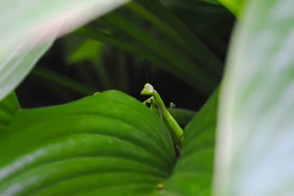 Male Praying Mantis Hid Green Leaves Photo Suitable Stories Animals — Stock Photo, Image