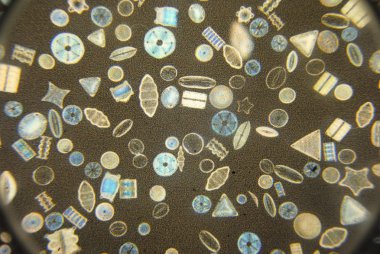 Büyüteç altında çeşitli planktonların görüntüsü. Birçok küçük organizma, bakteri ve yumuşakçalar.