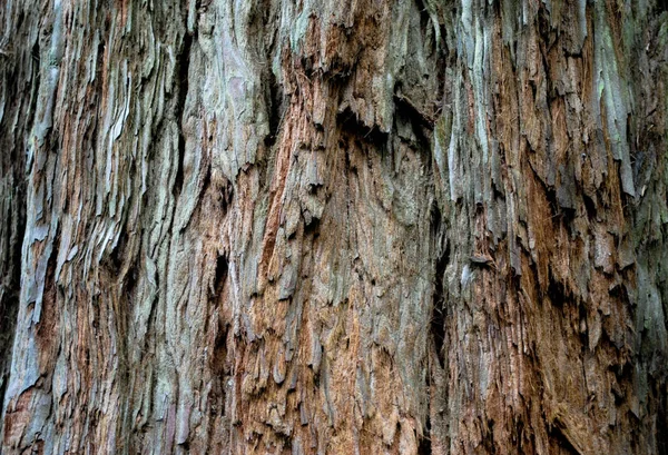 Bela Textura Uma Árvore Alta Resolução Imagem Adequada Para Seu — Fotografia de Stock