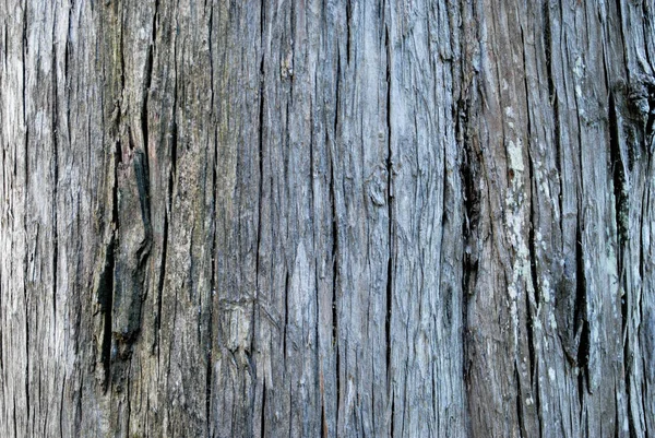 Bela Textura Uma Árvore Alta Resolução Imagem Adequada Para Seu — Fotografia de Stock