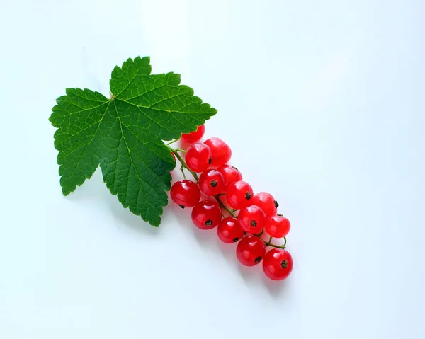 Bayas Una Rama Una Hoja Grosella Roja Verde Una Mesa — Foto de Stock