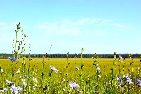 Orada ön planda yeşil bir alana yaz görünümünde mavi çiçekler.