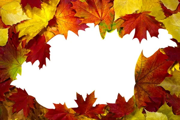 秋季背景图案 枫叶元素空白空间为文本 孤立白色中心 — 图库照片