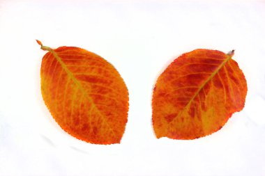 Rengarenk düşmüş sonbahar yaprağı, hafif bir arka plan doku tarafından sezon