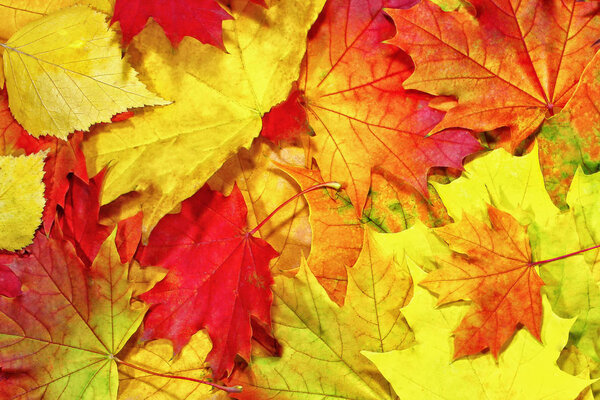 Autumn background pattern, maple leaves elements, seasonal change