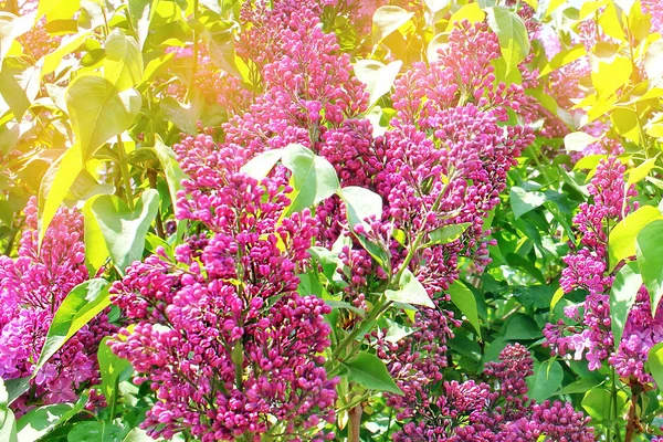 Eflatun çiçekler ile arka plan bulanık yeşil yaprakları ile leylak dalı. bahar çiçekleri ile şube.