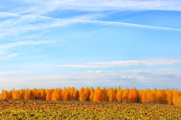 Fond Naturel Tournesol Mûr Champ Arbres Automne Contre Ciel Bleu — Photo