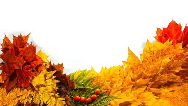 秋季背景 枫叶元素 收集在单行 季节性变化 — 图库照片