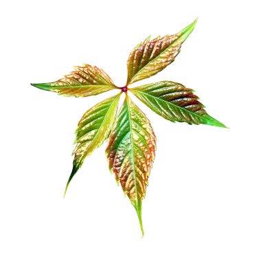 Taze yaprakları izole beyaz arka plan, yakın çekim, üstten görünüm.