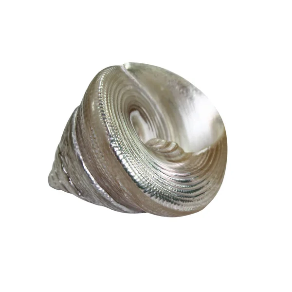 Closeup Seashell Shell Isolated White Background — Stock Photo, Image