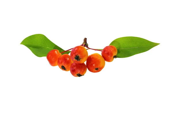 Świeże Czerwone Jagody Zielonymi Liśćmi Tła Izolowane Białym Tle Zdrowa — Zdjęcie stockowe