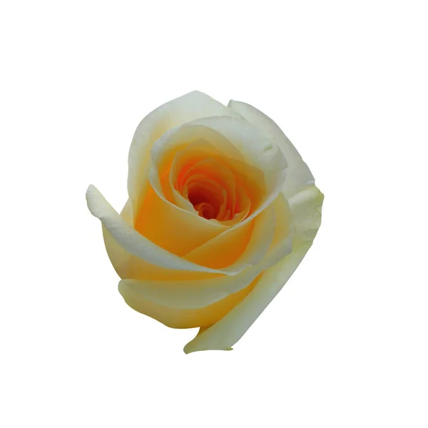 Κίτρινο Τριαντάφυλλο Που Απομονώνονται Λευκό Φόντο Πλήρως Ανοικτός Διαγωνισμός — Φωτογραφία Αρχείου