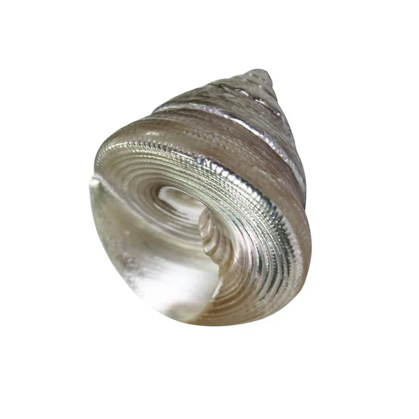 Closeup Seashell Κέλυφος Που Απομονώνονται Λευκό Φόντο — Φωτογραφία Αρχείου