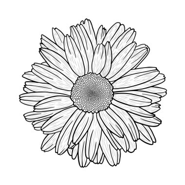 Vektör gerçekçi siyah beyaz çizilmiş resim (kroki) papatya (papatya) çiçek. Vektör Eps 10.